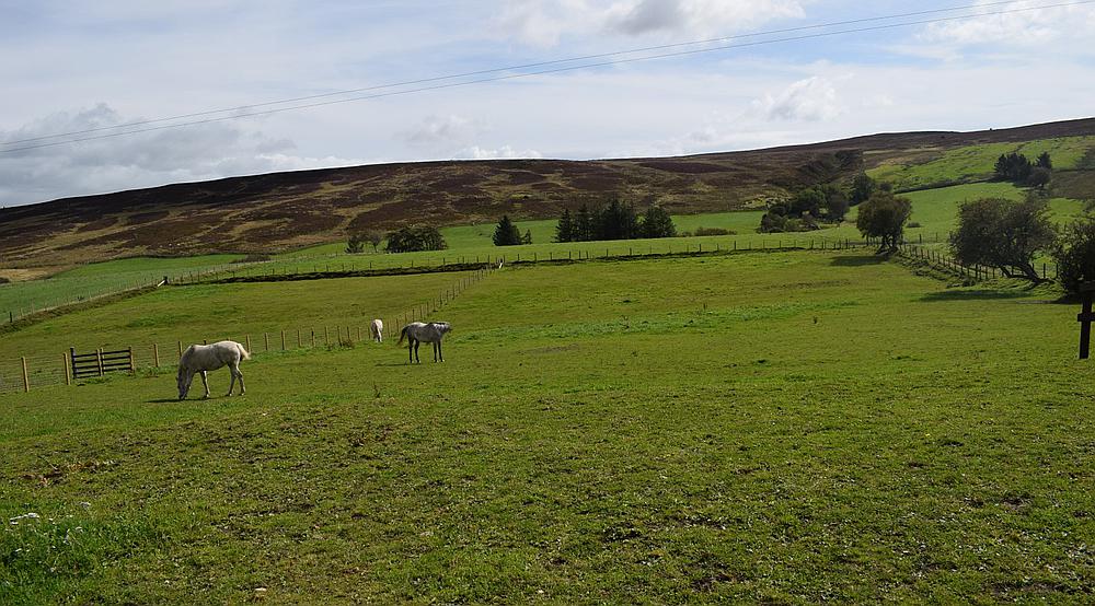 Property for Sale Llansannan DENBIGHSHIRE Rural Scene