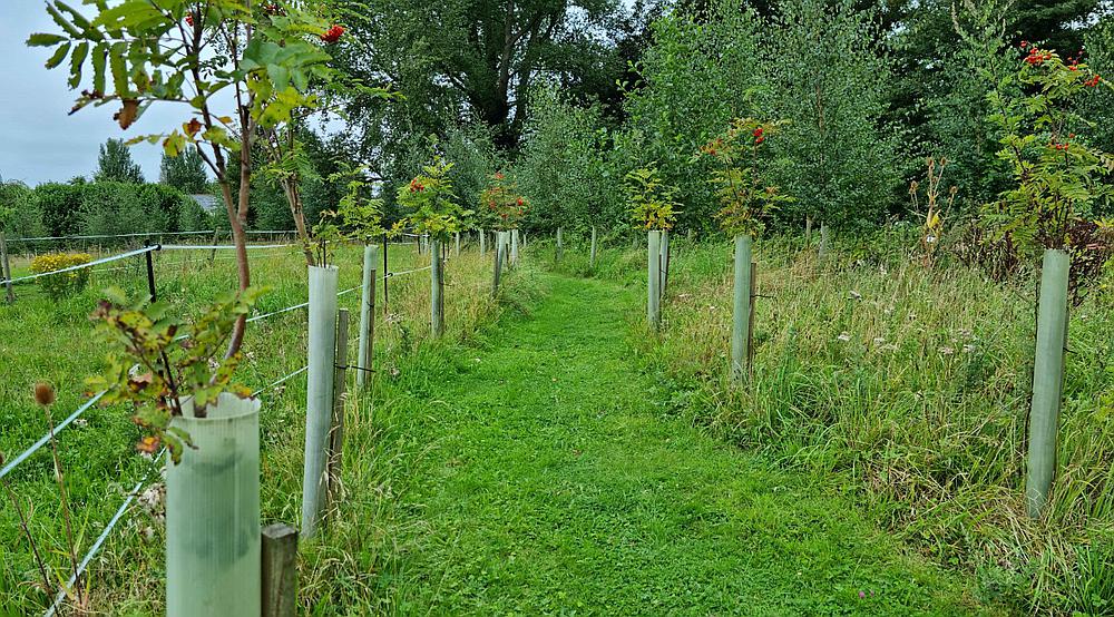 Property for Sale Foul Anchor CAMBRIDGESHIRE Rural Scene