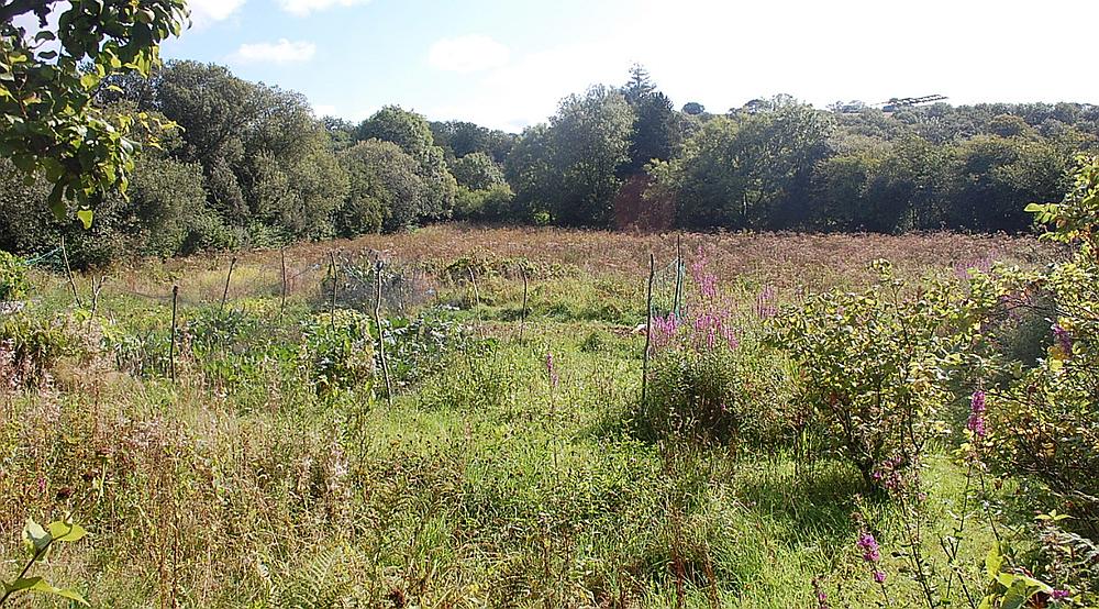 Property for Sale Launceston CORNWALL Rural Scene