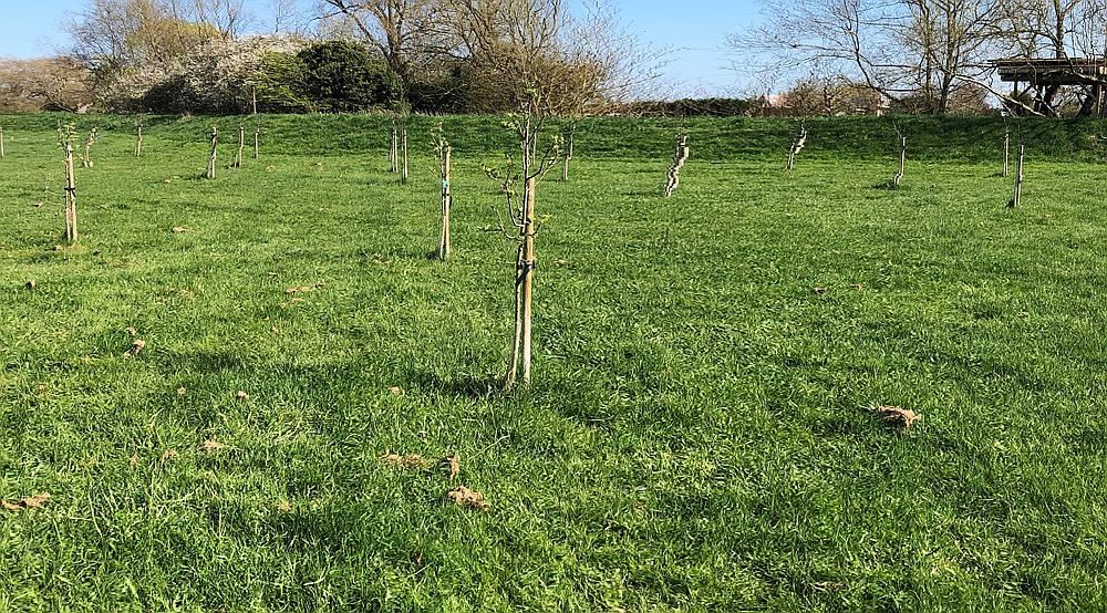 Property for Sale Swavesey CAMBRIDGESHIRE Rural Scene