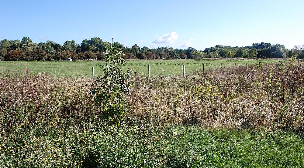 Property for Sale Sutton St Edmund LINCOLNSHIRE Rural Scene