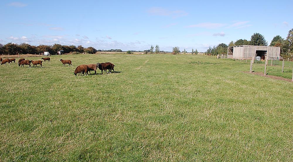 Property for Sale Sutton St Edmund LINCOLNSHIRE Rural Scene