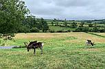 Llandyfaelog CARMARTHENSHIRE