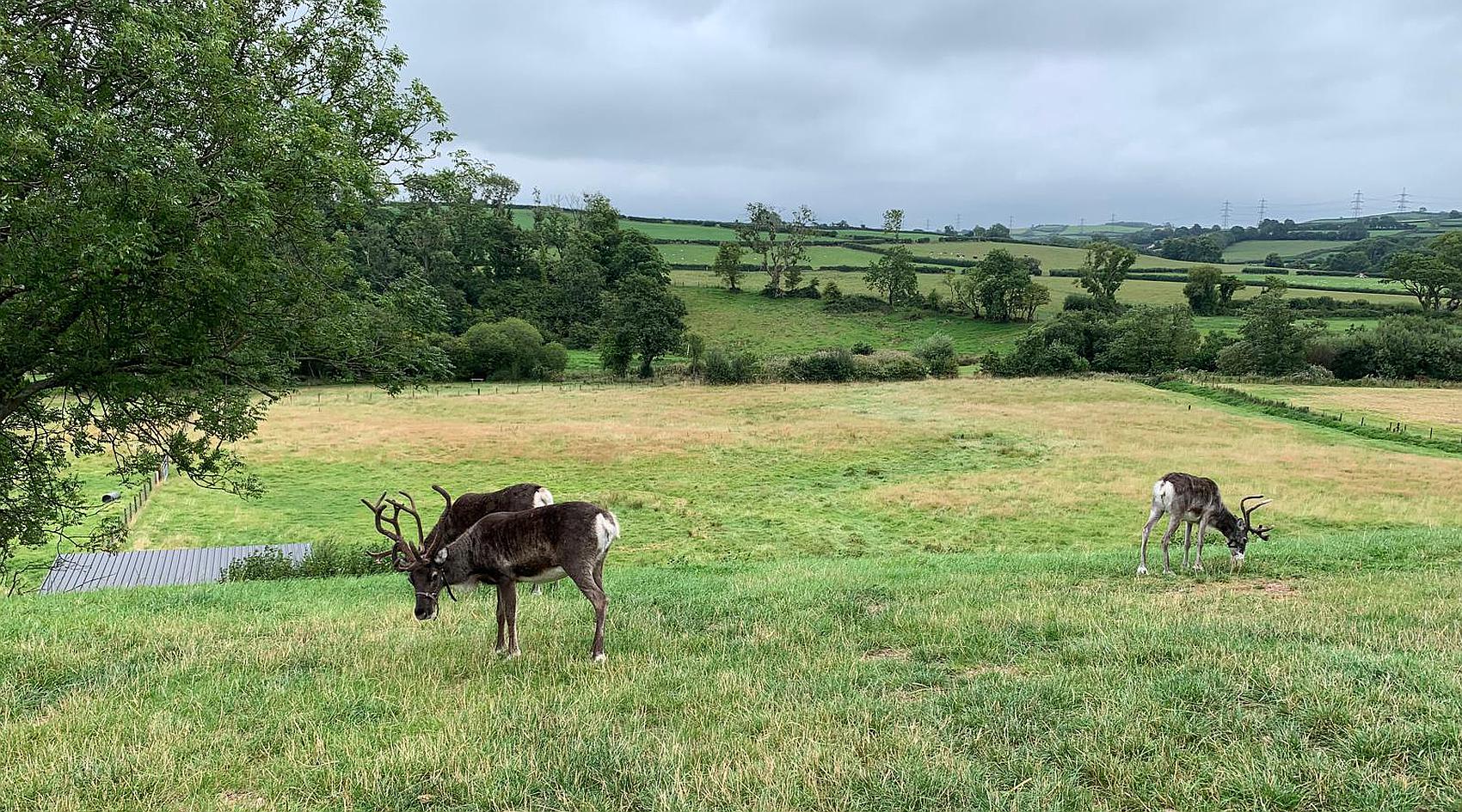 Llandyfaelog CARMARTHENSHIRE