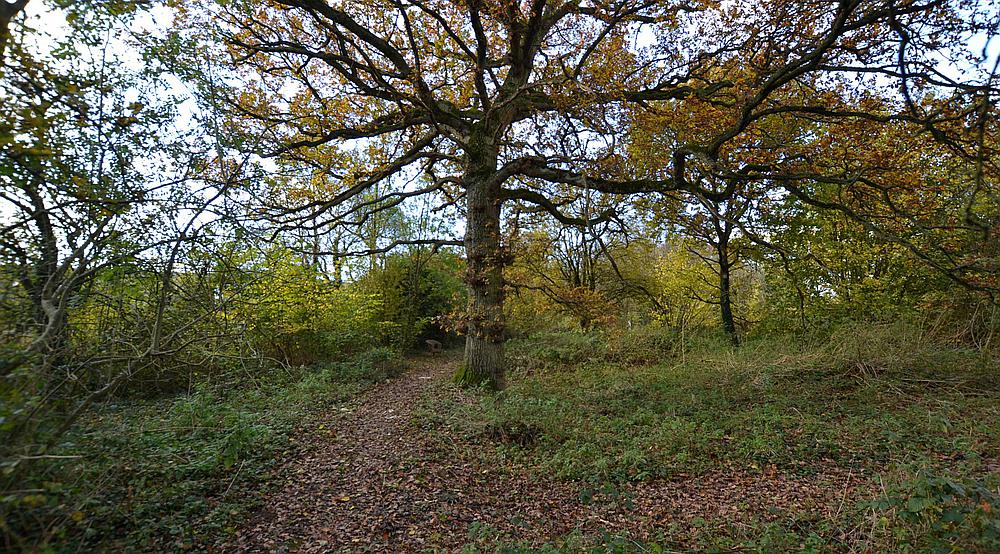 Property for Sale Much Marcle HEREFORDSHIRE Rural Scene