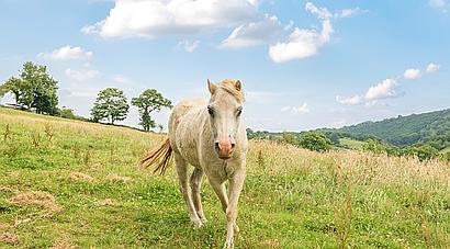 Talog CARMARTHENSHIRE
