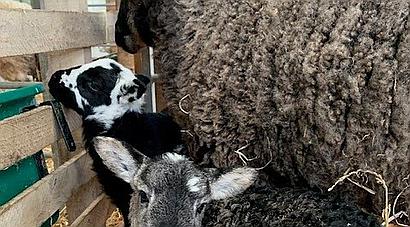 Talog CARMARTHENSHIRE