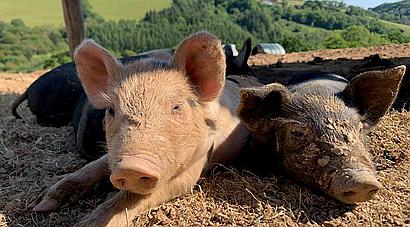 Talog CARMARTHENSHIRE