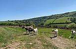 Talog CARMARTHENSHIRE
