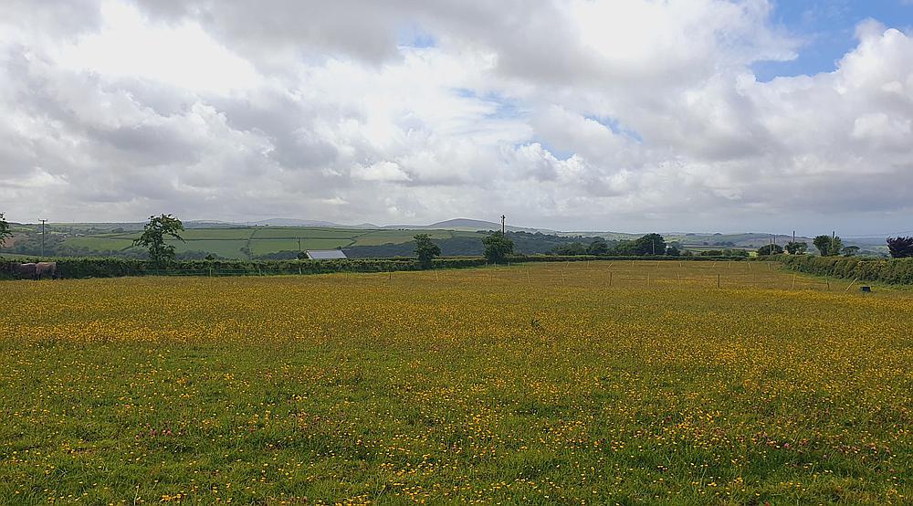 Tanglwst CARMARTHENSHIRE
