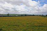 Tanglwst CARMARTHENSHIRE