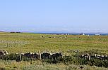 Papa Stour SHETLAND