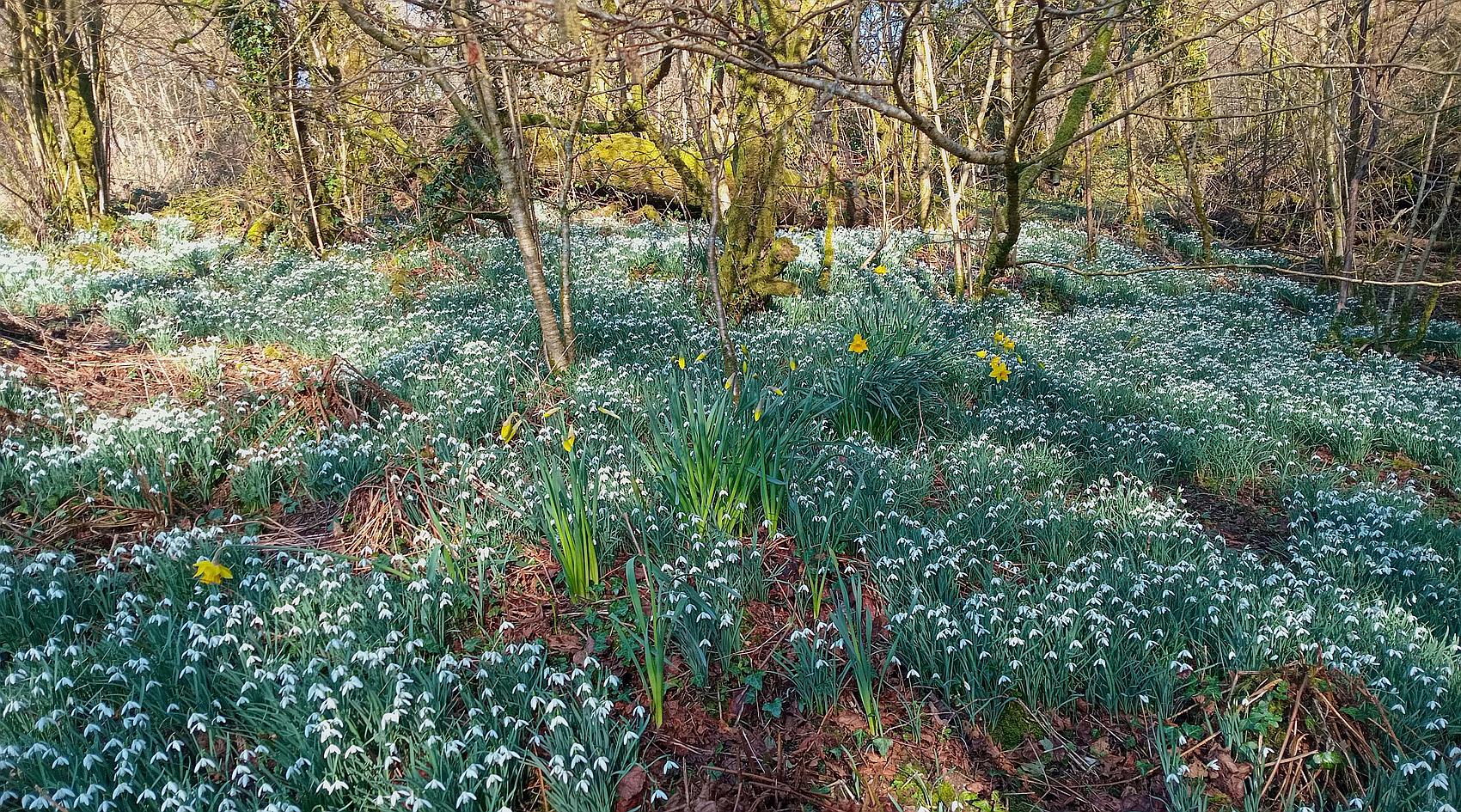 Gwernogle CARMARTHENSHIRE