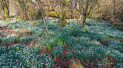 Gwernogle CARMARTHENSHIRE