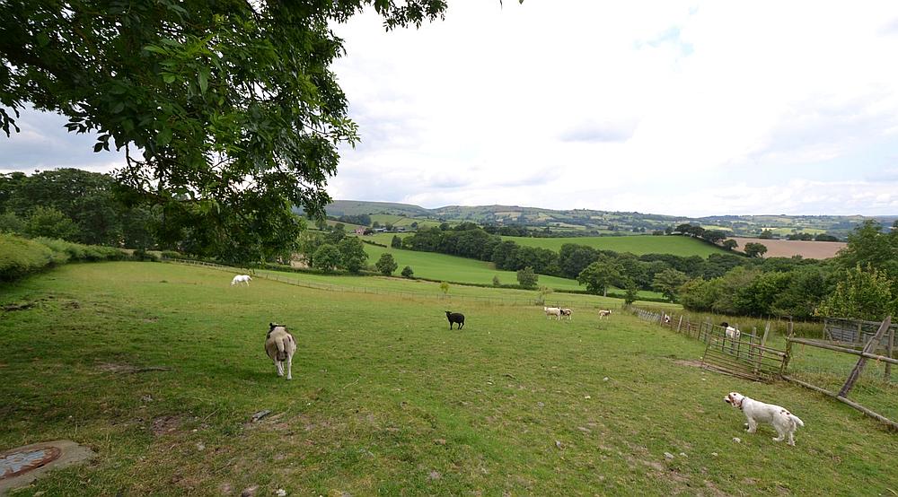 Property for Sale Newtown POWYS Rural Scene