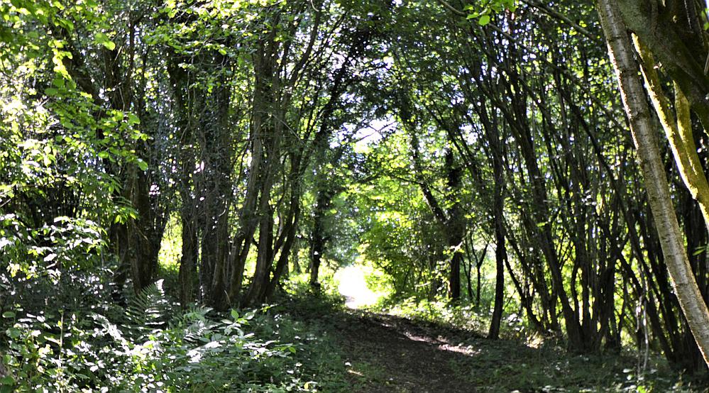 Property for Sale Clearwell GLOUCESTERSHIRE Rural Scene