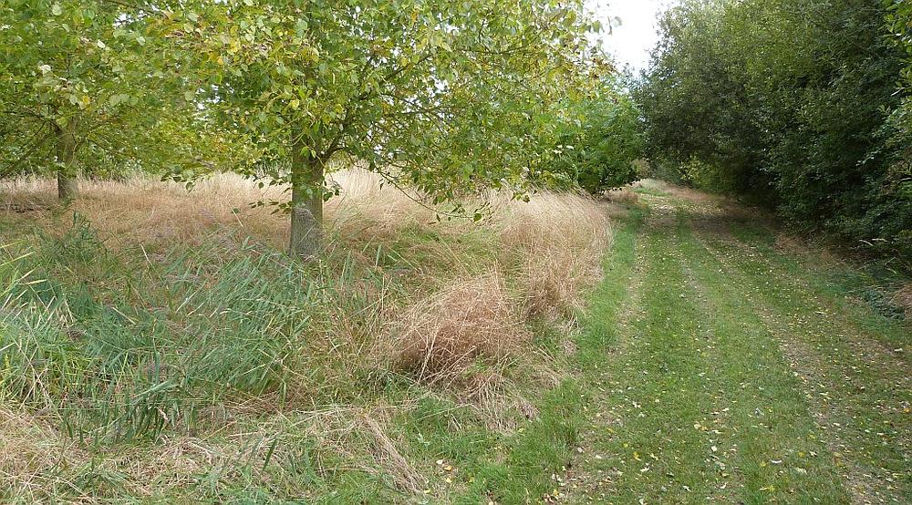 Property for Sale South Somercotes LINCOLNSHIRE Rural Scene