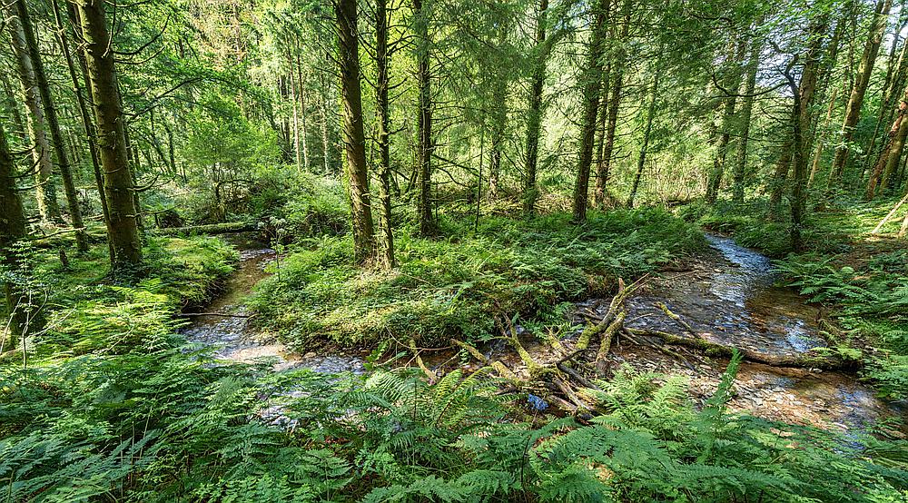 Brechfa Forest CARMARTHENSHIRE