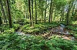 Brechfa Forest CARMARTHENSHIRE